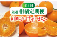 紅まどんな 甘平 せとか 定期便 全3回 みかんの定期便 柑橘 愛媛｜E17