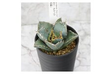 アガベ・チタノタ ”白鯨” 4.5号鉢 四国ガーデン 人気 多肉植物 インテリア 観葉植物 グリーン リラックス｜C74