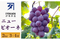 ニューピオーネ 約2kg ぶどう 葡萄 種無し 果物 愛媛 人気 伊豫果園 伊予市｜B390