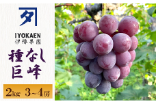 種なし巨峰 約2kg 【2026年先行予約・2026年8月から順次発送予定】 ぶどう 葡萄 果物 愛媛 人気 伊豫果園 伊予市｜B389