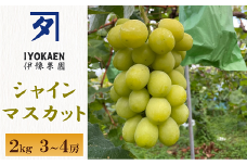 シャインマスカット 約2kg ぶどう 葡萄 果物 愛媛 人気 伊豫果園  伊予市｜C108