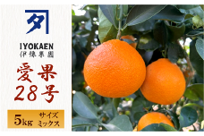 愛果28号 サイズミックス  約5kg ご家庭用 みかん 愛媛 人気 柑橘 伊豫果園 伊予市｜C107