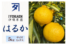 はるか サイズミックス  約5kg ご家庭用 みかん 愛媛 人気  柑橘 伊豫果園 伊予市 | B386