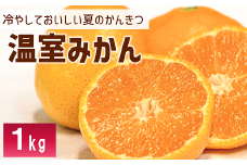 ハウスみかん 1kg みかん【8月上旬から順次発送予定】 人気 数量限定 柑橘 伊予市 ｜ B426