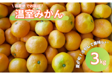 みかん 愛媛 温室みかん 3kg 【2026年先行予約・2026年7月中旬から順次発送予定】 冷蔵便 池の久保 数量限定 柑橘 伊予市 | B434