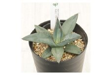 アガベ 「シャークスキン」 4.5号鉢 四国ガーデン 人気 多肉植物 インテリア 観葉植物 グリーン リラックス | C135