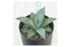 アガベ・チタノタ「ライオンズメーン」 3.5号鉢 四国ガーデン 人気 多肉植物 インテリア 観葉植物 グリーン リラックス｜B454