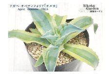 アガベ・オバティフォリア「オルカ」4号 四国ガーデン 人気 多肉植物 インテリア 観葉植物 グリーン リラックス | E18