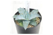 アガベ「シエラ・アズール」4.5号鉢 四国ガーデン 人気 多肉植物 インテリア 観葉植物 グリーン リラックス | B453