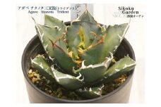 アガベ・チタノタ 「三叉戟（トライデント）」 3.5号鉢 数量限定 四国ガーデン 人気 多肉植物 インテリア 観葉植物 グリーン リラックス ｜B445