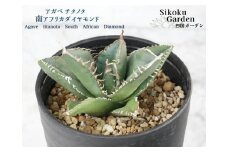 アガベ・チタノタ 「南アフリカダイヤモンド」 3.5号鉢 数量限定 四国ガーデン 人気 多肉植物  四国ガーデン 人気 観葉植物 グリーン リラックス ｜D49