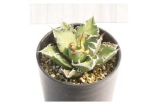 アガベ・チタノタ 「凱撒（シーザー）」 3.5号鉢 四国ガーデン 人気 多肉植物 インテリア 観葉植物 グリーン リラックス | B447