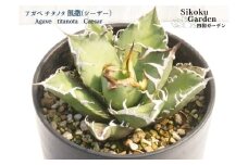 アガベ・チタノタ 「凱撒（シーザー）」 3.5号鉢 四国ガーデン 人気 多肉植物 インテリア 観葉植物 グリーン リラックス | B447
