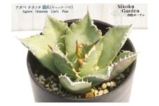 アガベ・チタノタ「猫爪（キャッツ・パウ）」 3.5号鉢 数量限定 四国ガーデン 人気 多肉植物 インテリア 観葉植物 グリーン リラックス｜B446