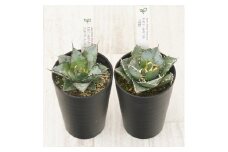 多肉植物 インテリア アガベ チタノタ銘品2種 セット 3.5号鉢 白鯨 ブラック＆ブルー 四国ガーデン 人気 観葉植物 グリーン リラックス 伊予市｜C134