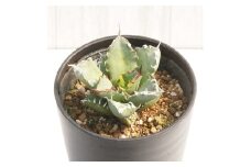 アガベ・チタノタ 「姫仁王冠」 3.5号鉢 四国ガーデン 人気 多肉植物 インテリア 観葉植物 グリーン リラックス｜B449