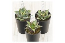 多肉植物 インテリア アガベ チタノタ銘品3種 セット 3.5号鉢 赤猫 シーザー パンダ 四国ガーデン 人気 観葉植物 グリーン リラックス 伊予市｜D56