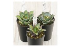 多肉植物 インテリア アガベ チタノタ銘品3種 セット 3.5号鉢 白鯨 赤猫 宝珠 四国ガーデン 人気 観葉植物 グリーン リラックス 伊予市｜D53