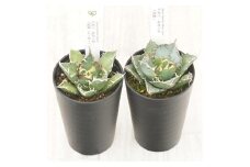 多肉植物 インテリア アガベ チタノタ銘品3種 セット 3.5号鉢 白鯨 赤猫 シーザー 四国ガーデン 人気 観葉植物 グリーン リラックス 伊予市｜D55