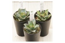 多肉植物 インテリア アガベ チタノタ銘品3種 セット 3.5号鉢 白鯨 シーザー ブラック＆ブルー 四国ガーデン 人気 観葉植物 グリーン リラックス 伊予市｜D54