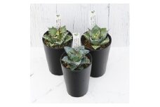 多肉植物 インテリア アガベ チタノタ銘品3種 セット 3.5号鉢 ブラック＆ブルー シーザー パンダ 四国ガーデン 人気 観葉植物 グリーン リラックス 伊予市｜D51