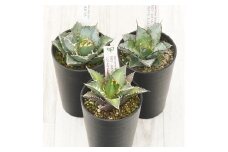 多肉植物 インテリア アガベ チタノタ銘品３種セット 白鯨・赤猫・ブラック＆ブルー 3.5号鉢 四国ガーデン 人気 観葉植物 グリーン リラックス 伊予市｜D52