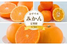 紅まどんな 伊予柑 せとか 定期便 全3回 みかんの定期便 人気 柑橘 愛媛 伊予市｜D57