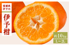 みかん 愛媛 伊予柑 L～2Lサイズ（約10kg）【2026年1月中旬から順次発送予定】 人気 数量限定 柑橘 伊予市｜B161