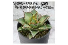 アガベ・チタノタ 「レッドキャット・ウィーズル」 3.5号鉢 四国ガーデン 人気 多肉植物 インテリア 観葉植物 グリーン リラックス | B448