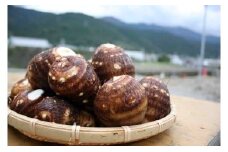 JAうま ふるさと特産品セット　伊予美人(里芋)5キロ