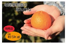 ぽんかん　特秀品5kg(土居町天満産)