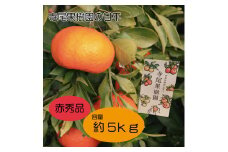 甘平　赤秀品　5kg(土居町天満産)