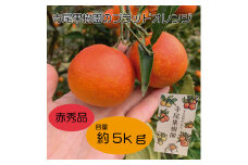 ブラッドオレンジ(タロッコ)　赤秀品　5kg(土居町天満産)