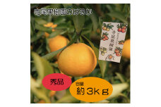 はるか　秀品　3kg(土居町天満産)