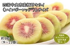 【25年8月受付開始】＜10月下旬以降発送＞レインボーレッドキウイ(四国中央市産極甘キウイ） Lサイズ約1kg（9～11個）