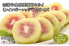 【25年8月受付開始】＜10月下旬以降発送＞レインボーレッドキウイ（四国中央市産レインボーレッド） M サイズ 約850g（9個～11個）