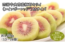 【25年8月受付開始】＜10月下旬以降発送＞レインボーレッドキウイ（四国中央市産レインボーレッド） M サイズ 約1.27kg（13個～16個）