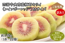 【25年8月受付開始】＜10月下旬以降発送＞【訳あり・ご自宅用】レインボーレッドキウイ（四国中央市産レインボーレッド） M サイズ 約1.7kg（18個～22個）