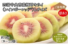 【25年8月受付開始】＜10月下旬以降発送＞【訳あり・ご自宅用】レインボーレッドキウイ（四国中央市産レインボーレッド） Lサイズ 約1kg（9個～11個）