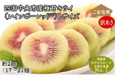 【25年8月受付開始】＜10月下旬以降発送＞【訳あり・ご自宅用】レインボーレッドキウイ（四国中央市産レインボーレッド） Lサイズ 約2kg（17個～21個）
