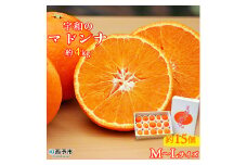 宇和のマドンナ　M～L寸（数量限定）