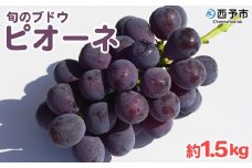 予約受付＜旬のブドウ「ピオーネ」約1.5kg＞ 果物 フルーツ ぶどう 葡萄 甘い おいしい 期間限定 季節限定 食べて応援 特産品 愛媛県 西予市【冷蔵】『2025年8月中旬～9月上旬迄に順次出荷予定』