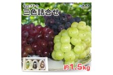 予約受付＜旬のブドウ 三色詰合せ 約1.5kg＞ 果物 フルーツ ぶどう 葡萄 3種類 セット 詰め合わせ つめあわせ 食べ比べ お楽しみ 期間限定 季節限定 食べて応援 特産品 愛媛県 西予市【冷蔵】『2025年8月中旬～8月下旬迄に順次出荷予定』