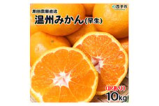 ＜訳あり 温州みかん 約10kg（サイズ不揃い）早生 黒田農園直送＞ 果物 柑橘 フルーツ 家庭用 自宅用 おすそ分け 食べて応援 特産品 西宇和 愛媛県 西予市【常温】『2025年11月中旬～12月下旬迄に順次出荷予定』