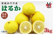 愛媛県明浜産　はるか（3㎏）