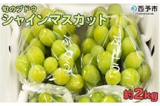 予約受付＜旬のブドウ「シャインマスカット」約2kg＞ 果物 フルーツ ぶどう 葡萄 種無し たねなし 皮ごと 甘い おいしい 食べやすい 期間限定 季節限定 食べて応援 特産品 愛媛県 西予市【冷蔵】