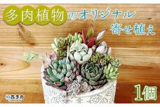 自家生産　多肉植物のオリジナル寄せ植え（約10種類）