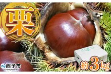 ＜栗 約3kg（2Lまたは3Lサイズ）愛媛県西予市産＞ クリ くり 果物 フルーツ マロン モンブラン 栗ご飯 栗きんとん 栗の甘露煮 特産品 国産 秋の味覚 食べて応援 宇都宮物産 愛媛県 西予市【冷蔵】