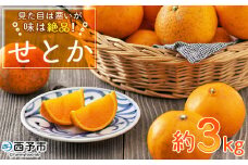 ＜見た目は悪いが味は絶品 無茶々園のせとか 約3kg＞果物 みかん ミカン 蜜柑 柑橘 フルーツ 期間限定 季節限定 特産品 無茶々園 愛媛県 西予市【常温】