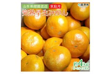 山本果樹園直送　完熟早生みかん　４kg（家庭用）